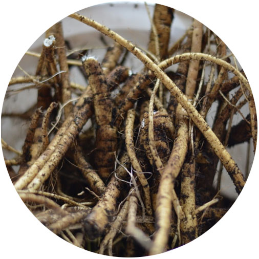https://unityherbals.ca/wp-content/uploads/2016/03/Marshmallow-roots.jpg