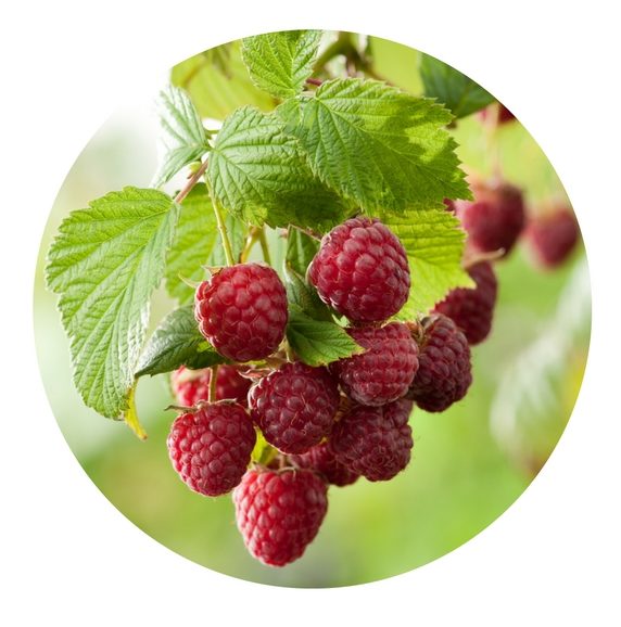 https://unityherbals.ca/wp-content/uploads/2016/03/Rubus-Idaeus-Fruit-1-e1519171821751.jpg