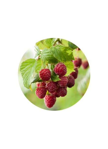 https://unityherbals.ca/wp-content/uploads/2016/03/Rubus-Idaeus-Fruit-436x600.jpg