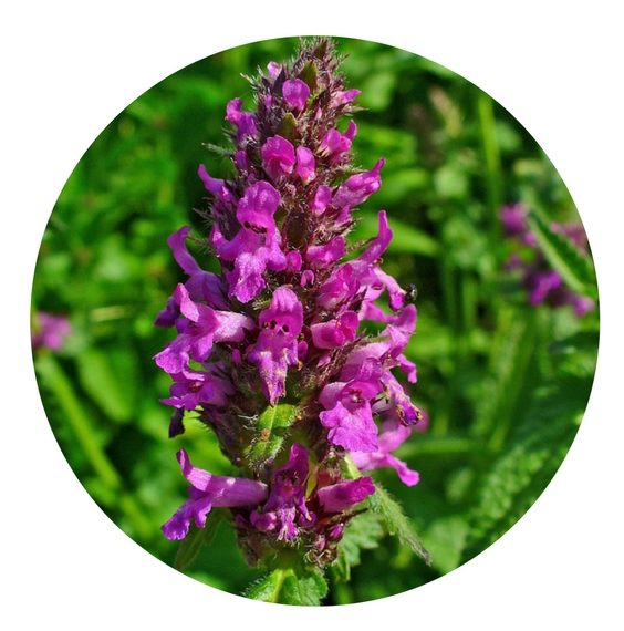 https://unityherbals.ca/wp-content/uploads/2016/03/Stachys-officinalis-e1519169695686.jpg