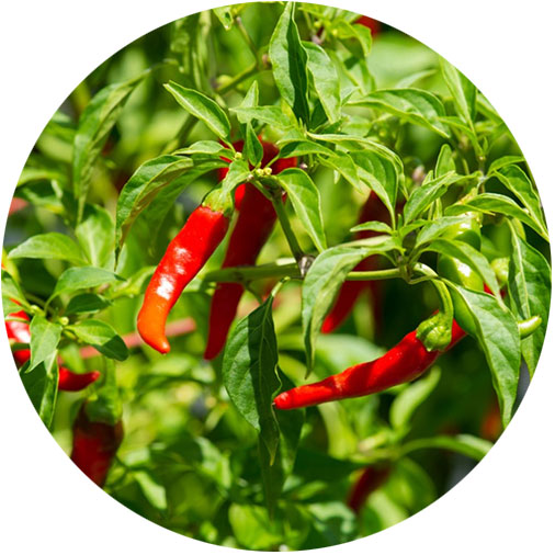 https://unityherbals.ca/wp-content/uploads/2016/04/cayenne-peppers.jpg