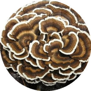 https://unityherbals.ca/wp-content/uploads/2018/07/turkey-tail-crop-300x300.png