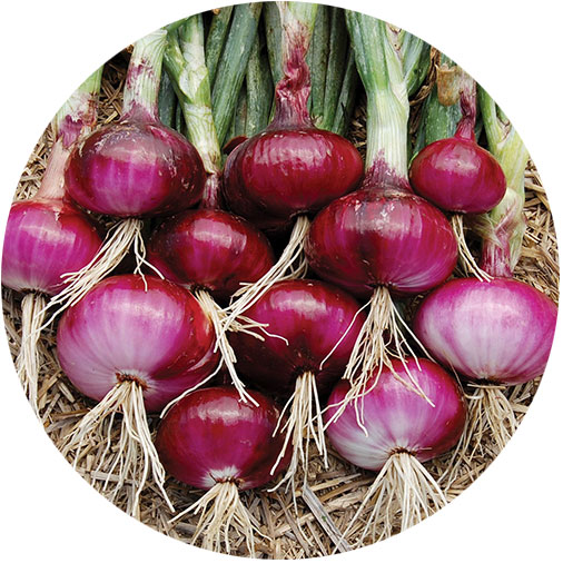 https://unityherbals.ca/wp-content/uploads/2020/09/Red-Onions.jpg